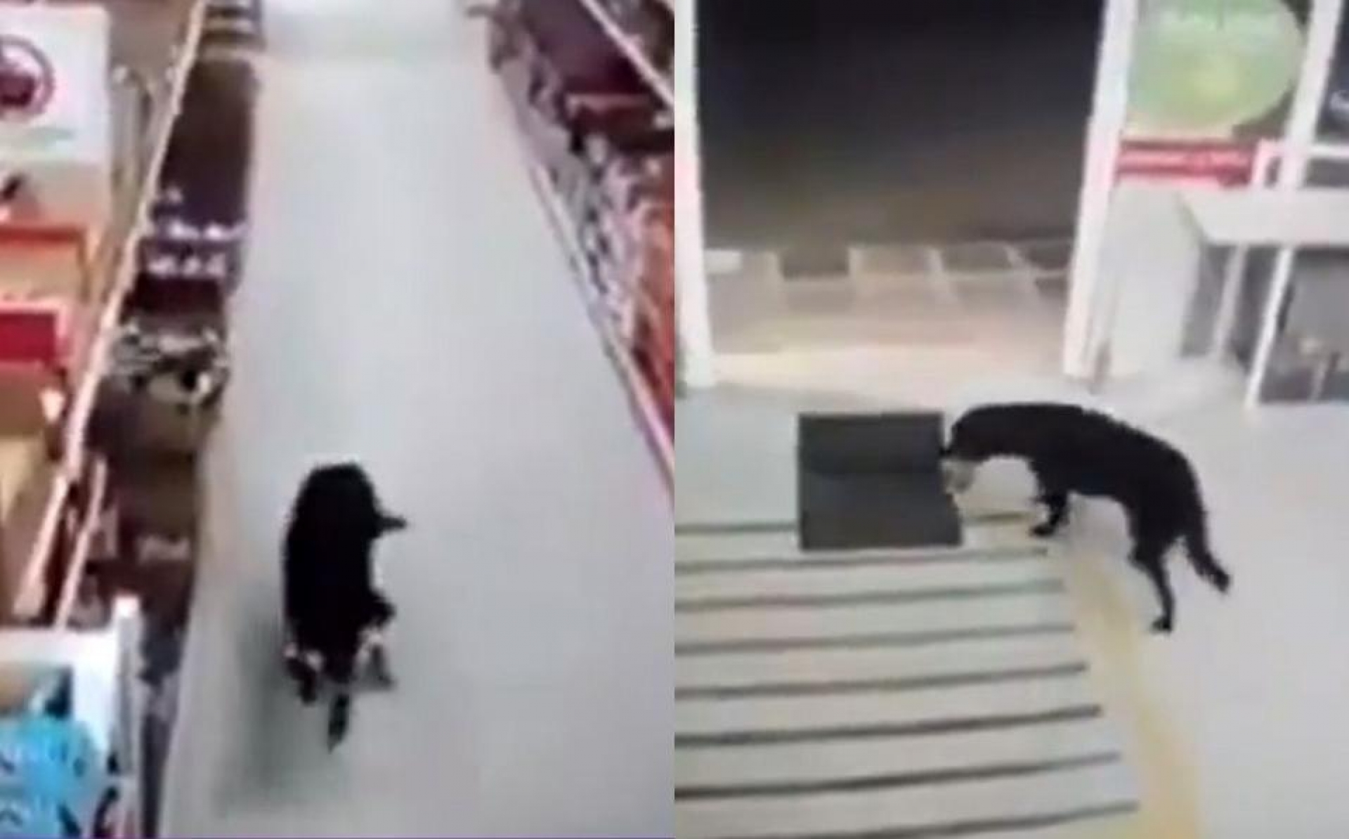 Perrito roba comida de una tienda y sanitiza sus patitas al salir