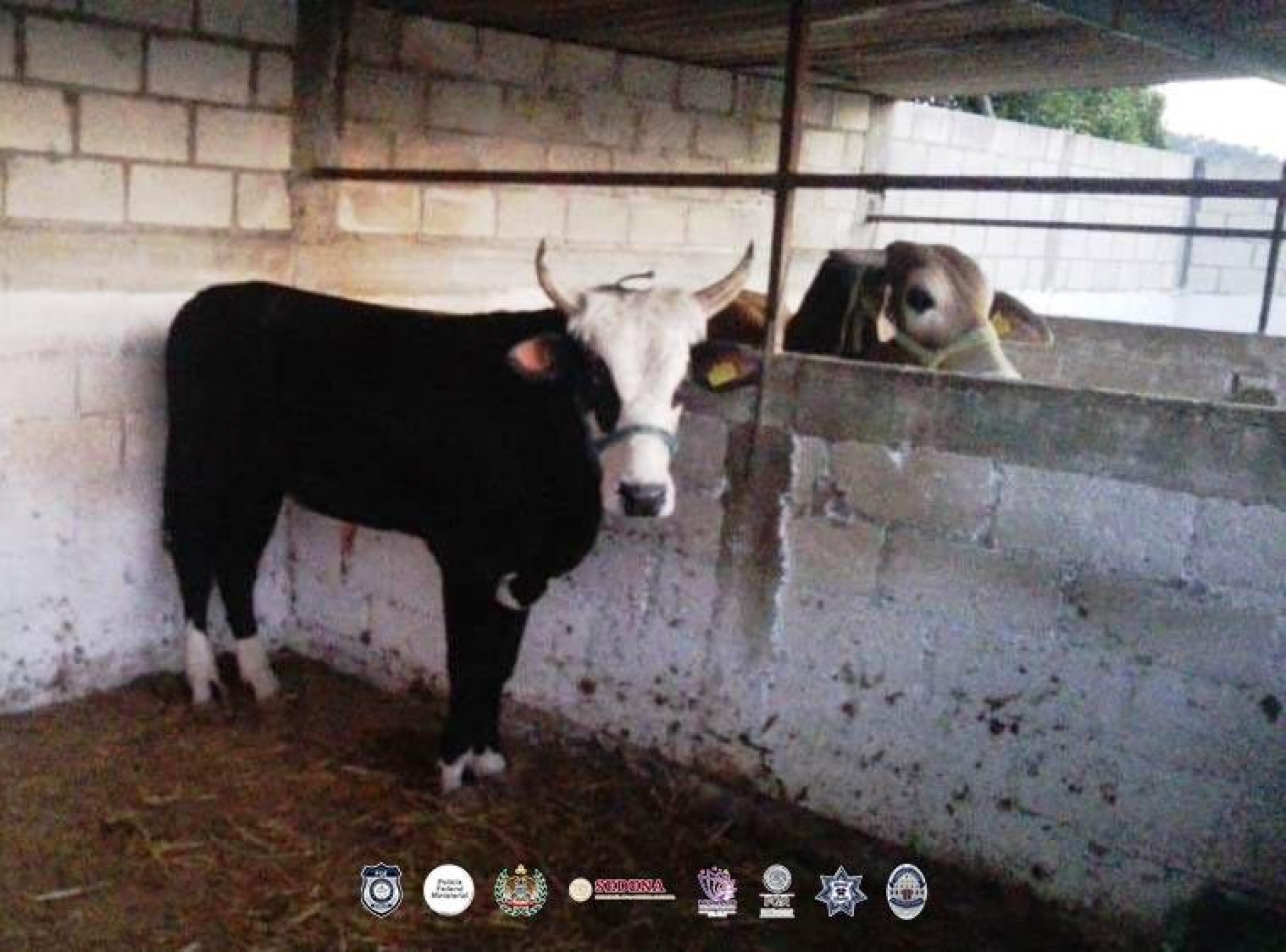 Recuperan tres cabezas de ganado durante cateo en Tlayacapan
