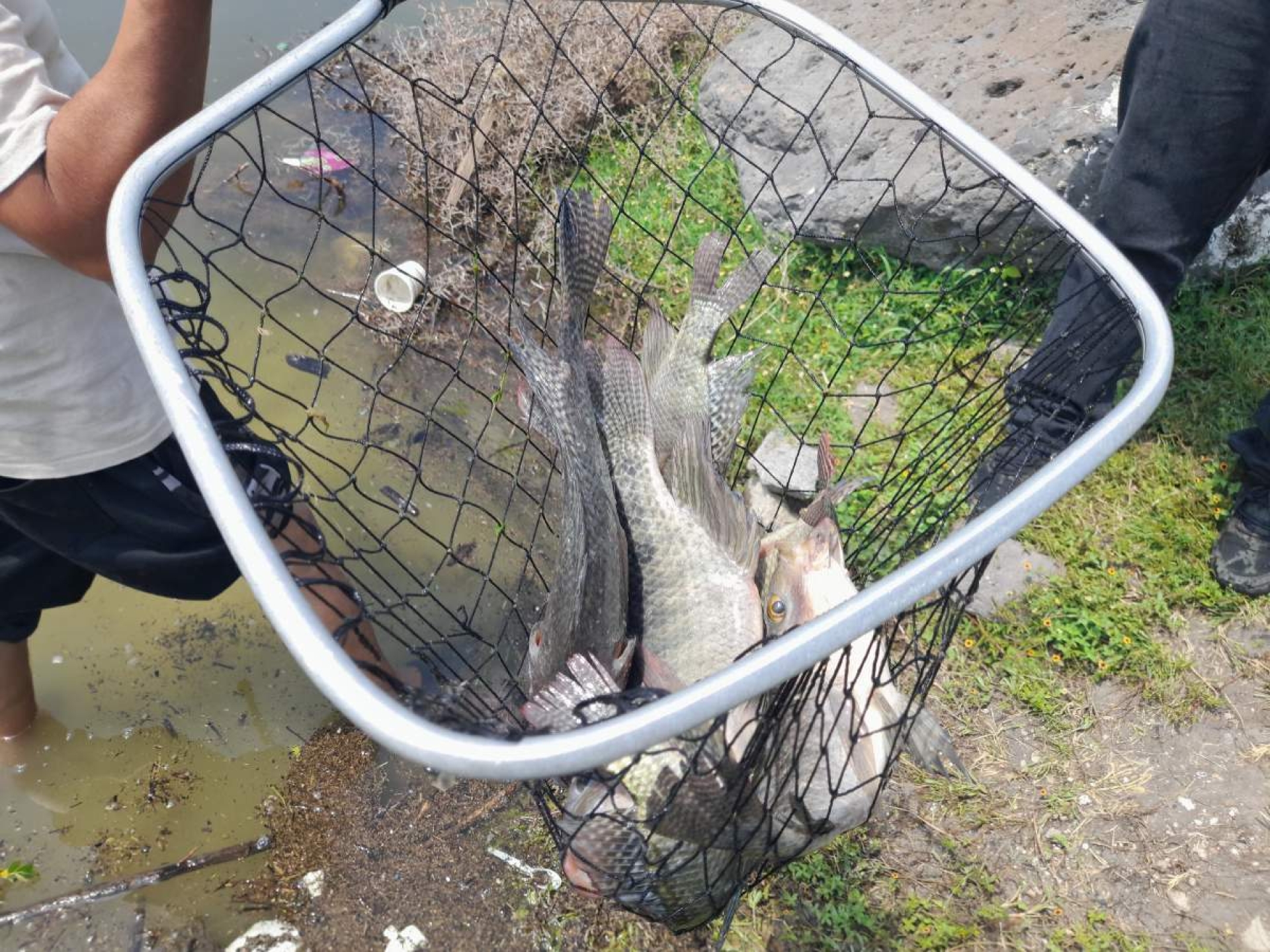 Siembran 77 reproductoras de peces en la presa de El Rodeo