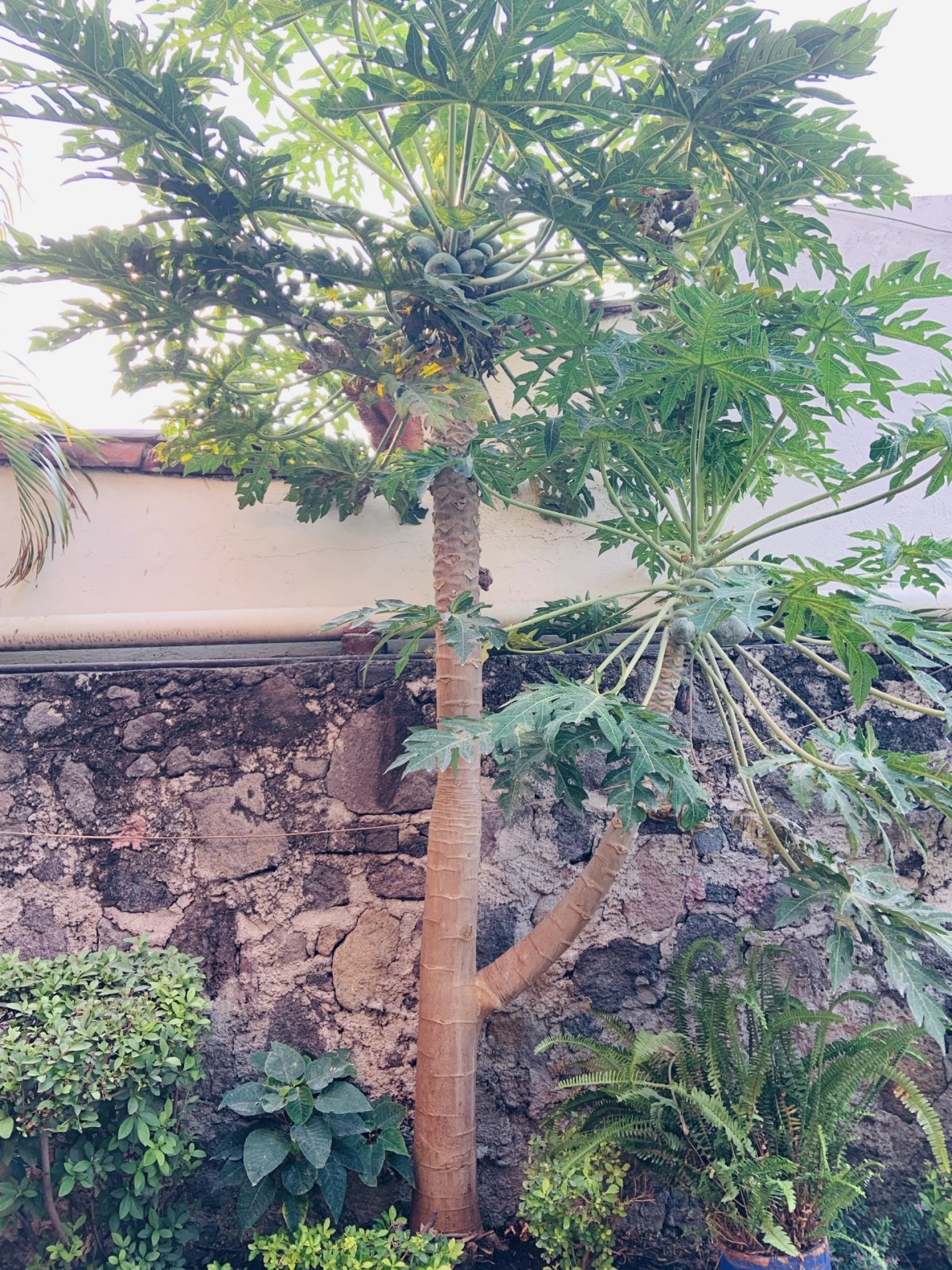 El papayo de mi casa