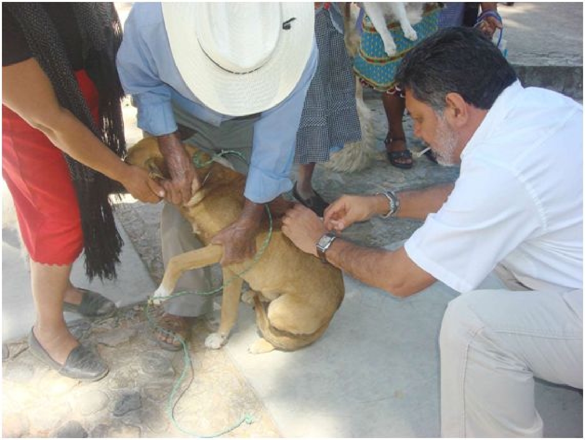 Anuncian campaña de esterilización canina y felina en Mazatepec