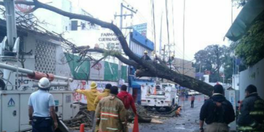 Retiran bomberos un árbol colapsado en Lomas de la Selva