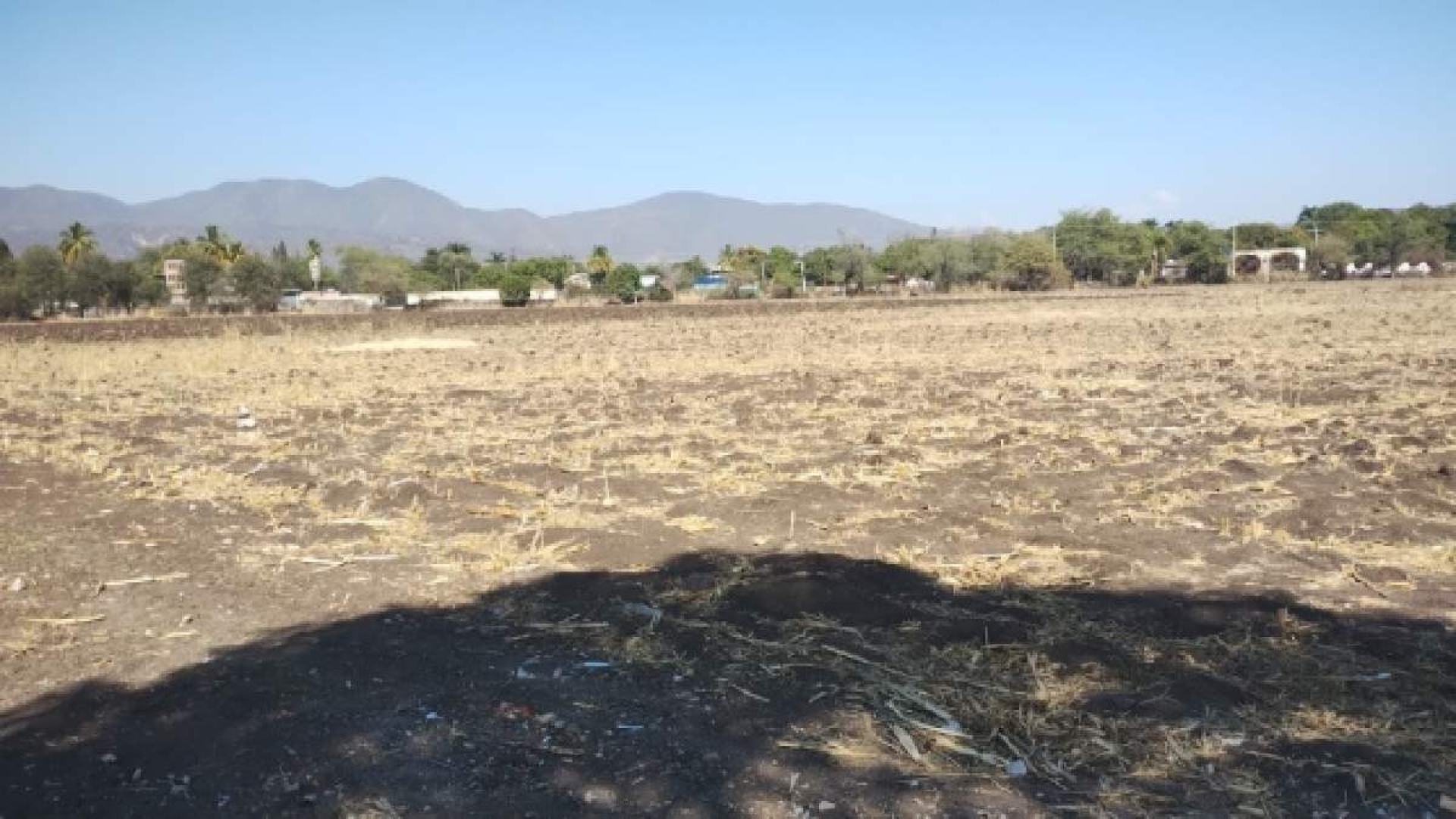 Necesario, contar con seguros para evitar pérdidas en el campo: productores