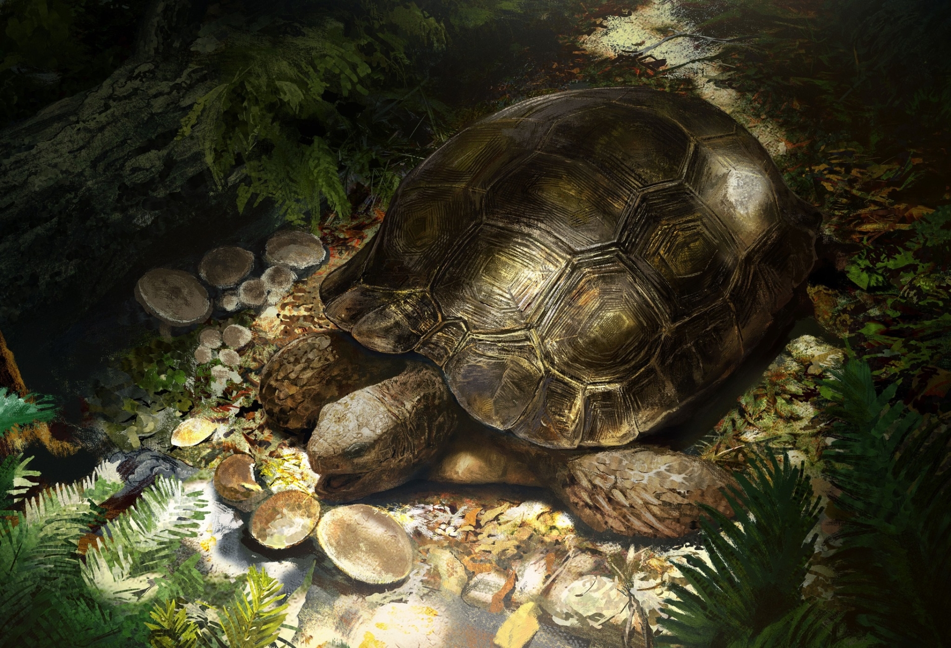 Fósil europeo revela origen antiguo del género de tortugas Manouria