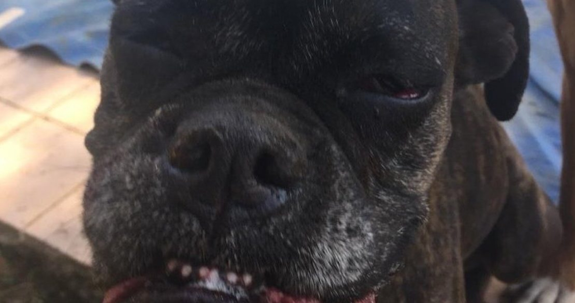 Juez deja libre a presunto agresor de Ela, una perrita quemada con ácido