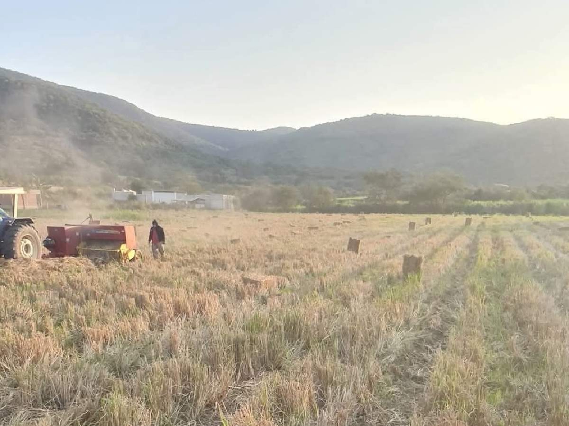 Arroceros de Coatlán buscan mejorar rendimiento de tierra