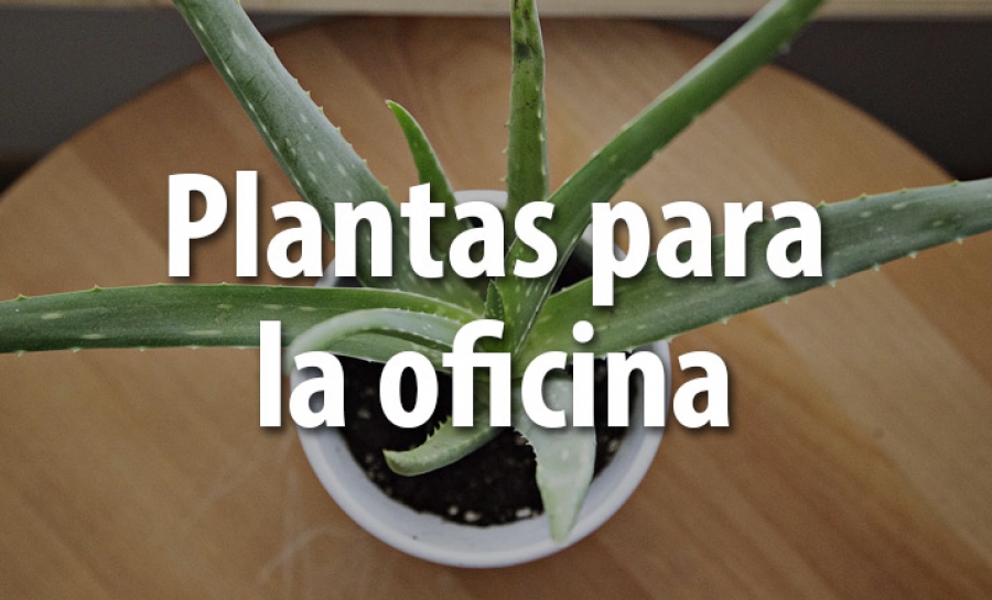 Descubre la planta ideal para tu oficina
