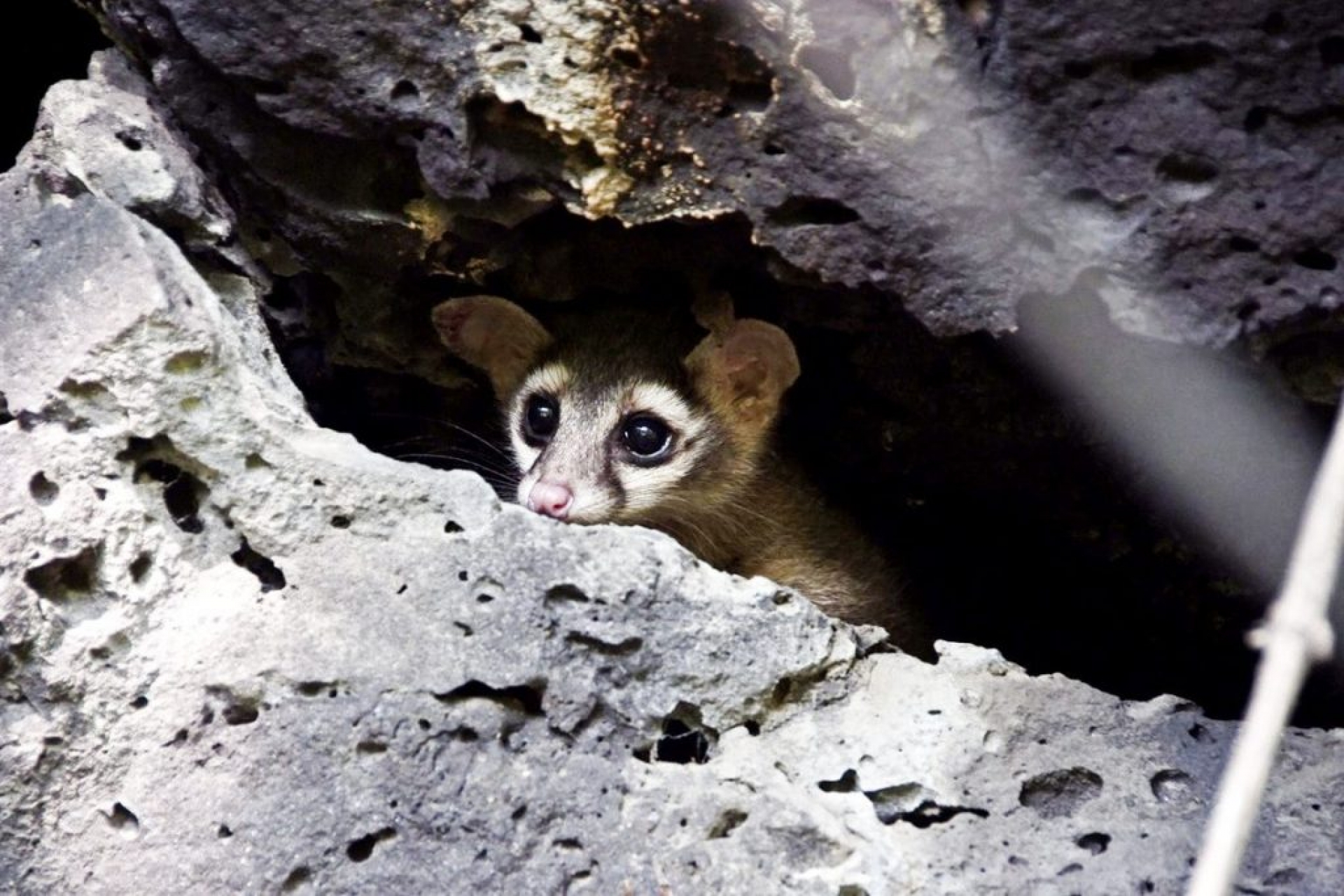 Busca la UAEM proteger fauna en campus norte