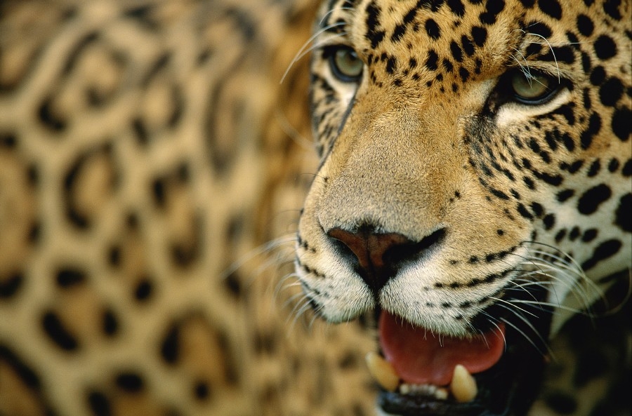 Detectan la presencia del jaguar en tierras morelenses