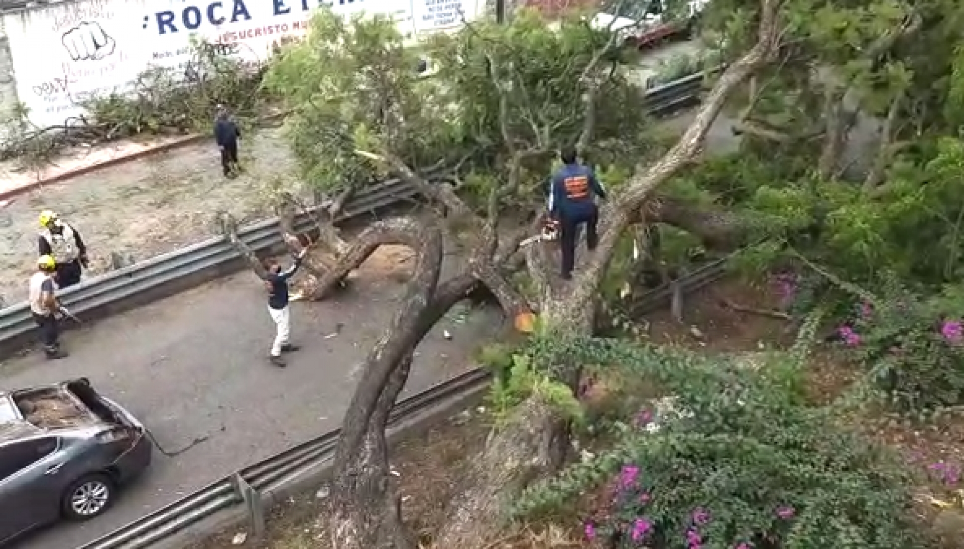 Atiende PC Cuernavaca colapso de árbol sobre vehículo, en carretera a Tepoztlán