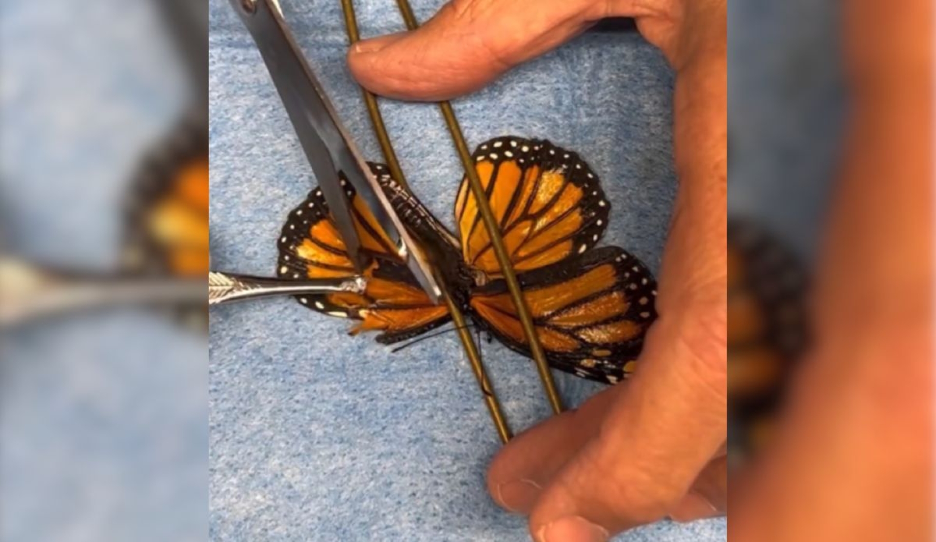 Mariposa monarca vuelve a volar tras cirugía reconstructiva en Estados Unidos