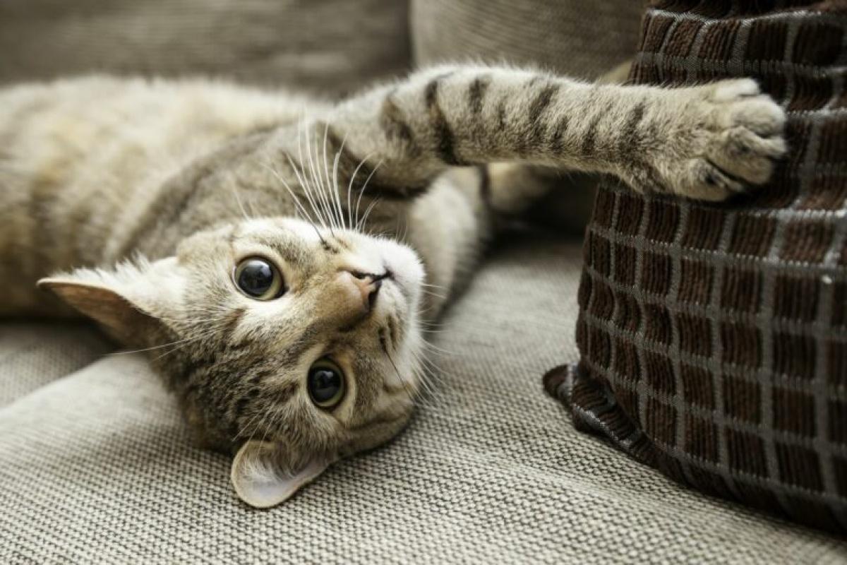 Día Internacional del Gato: 7 curiosidades de los gatos para celebrar en su día