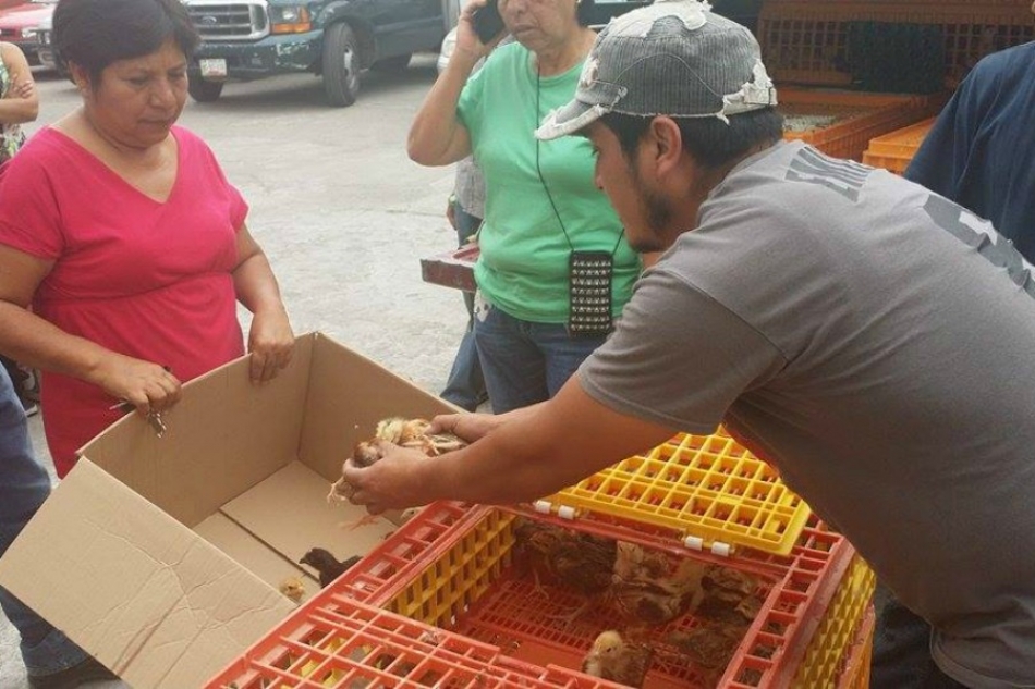 Entregan gallinas ponedoras a familias de escasos recursos