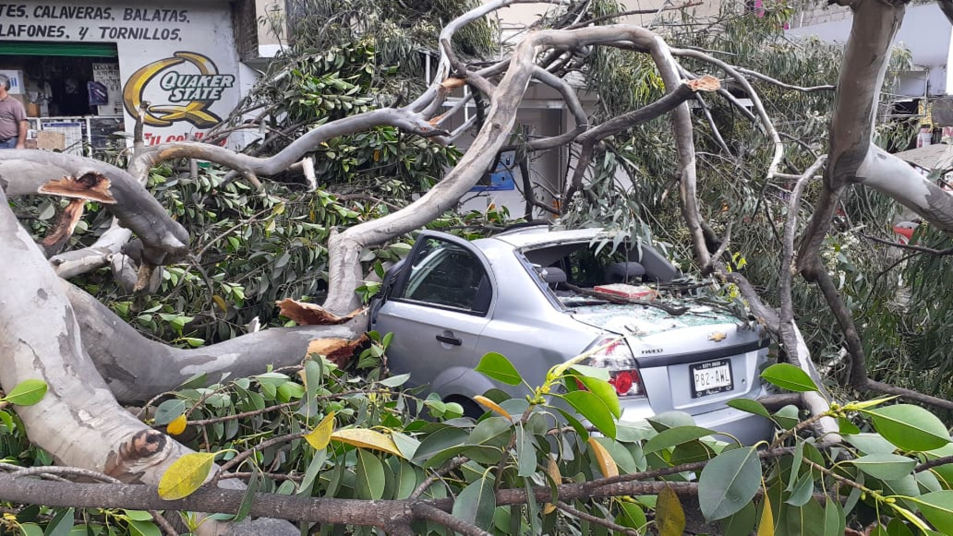Atiende PC Cuernavaca colapso de rama de árbol sobre carretera federal