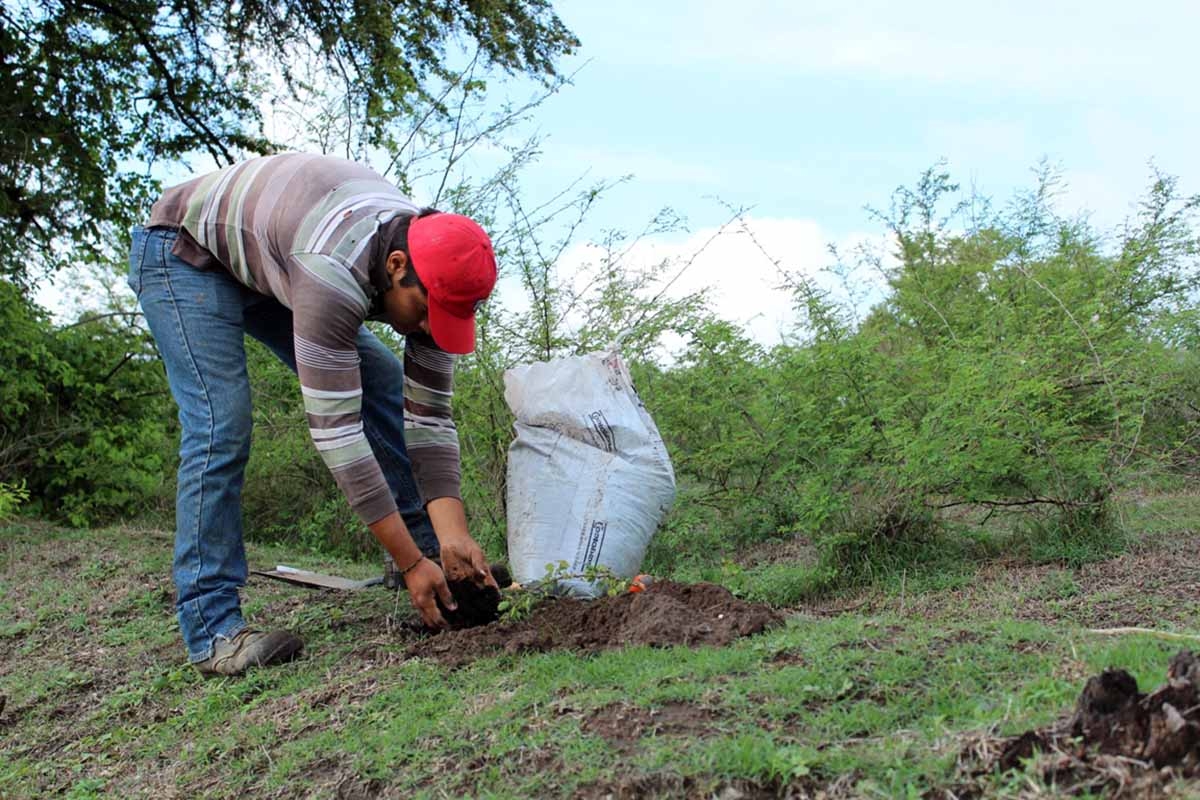 Convocan a interesados en plantar cercos vivos en sus parcelas