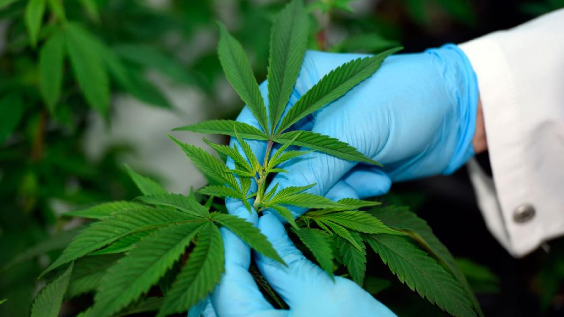 Publican reglamento sobre el uso medicinal del cannabis en México