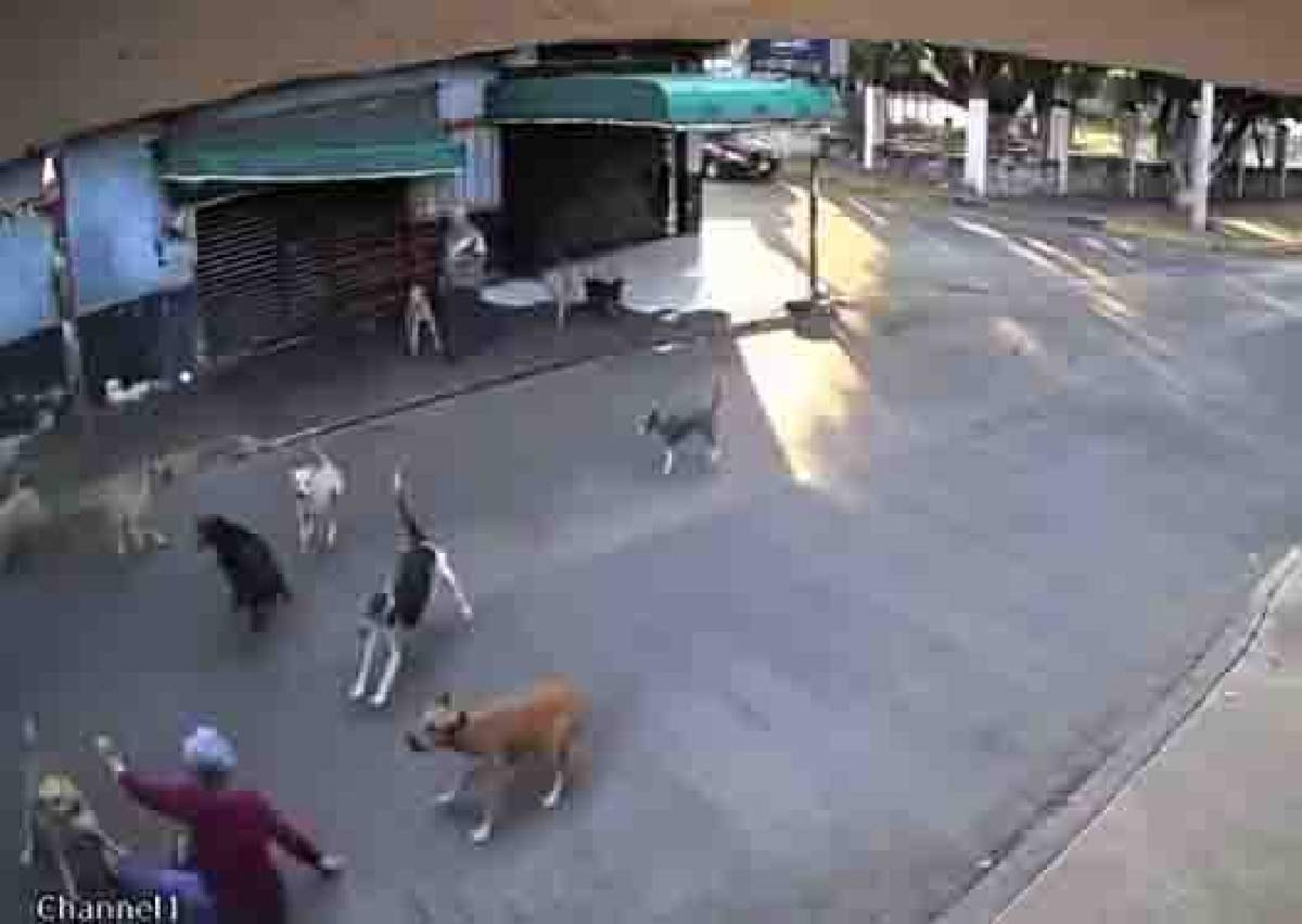 Indignación de vecinos por ataque de perros a una mujer en Cuautla