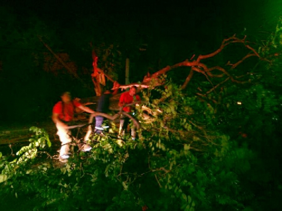 Caída de un árbol provocó el choque de dos autos