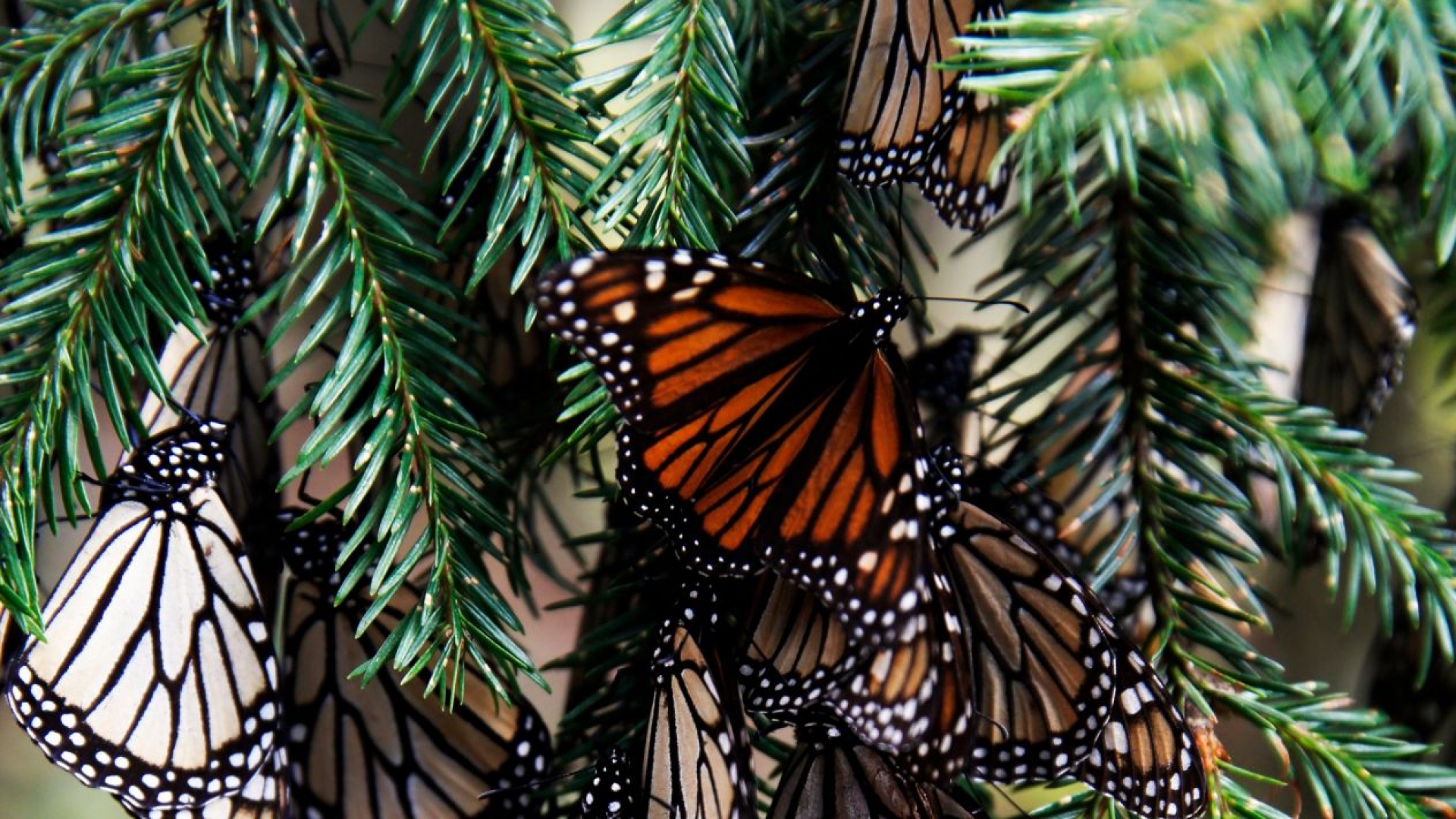 Mariposas monarca encuentran otro 'hogar' en México: hallan nueva colonia en Edomex