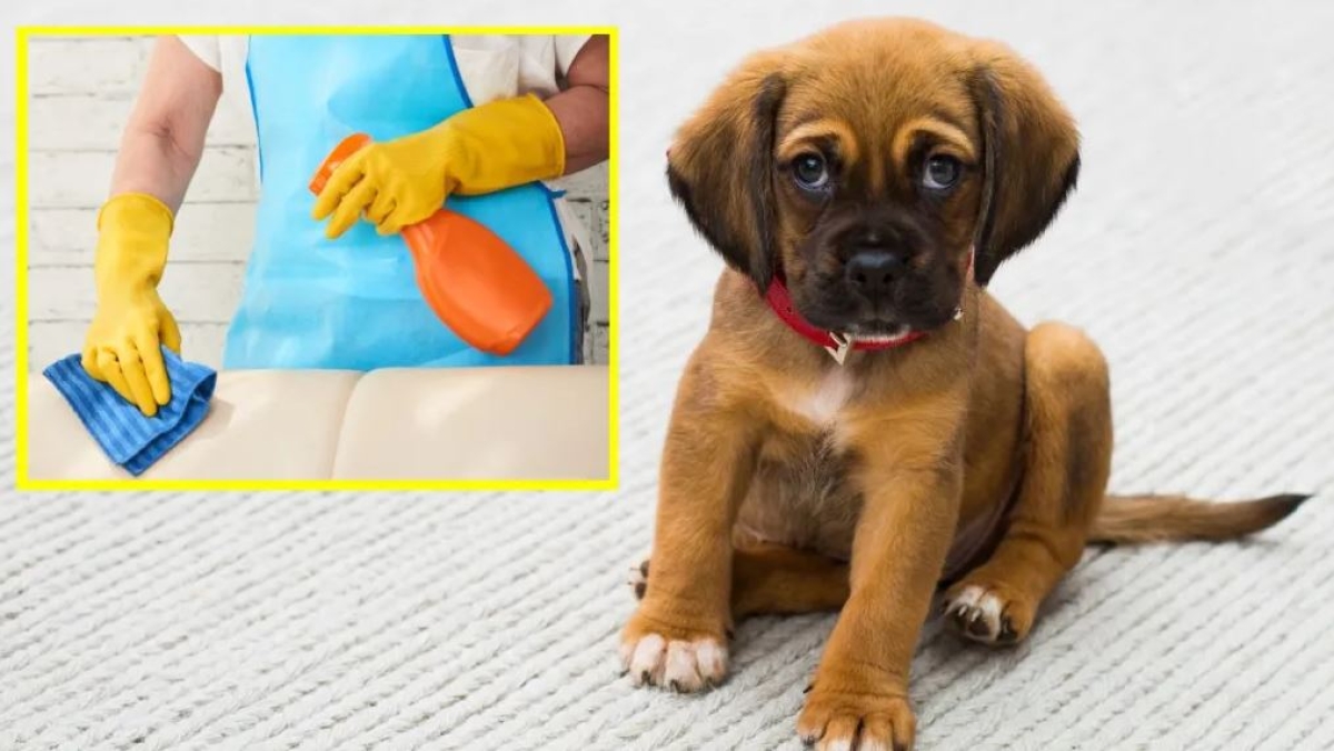 Cómo quitar manchas de orina de perro de tus sillones y pisos: 3 Trucos súper efectivos