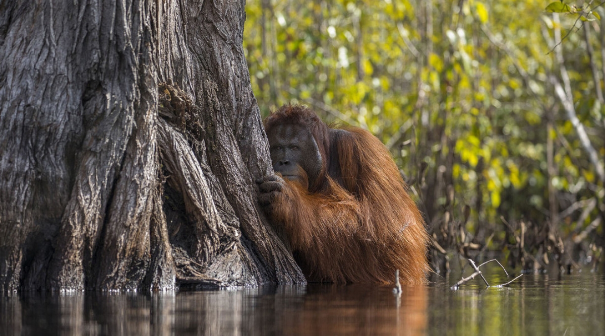 Estas son las fotos ganadoras del concurso anual de National Geographic en 2017
