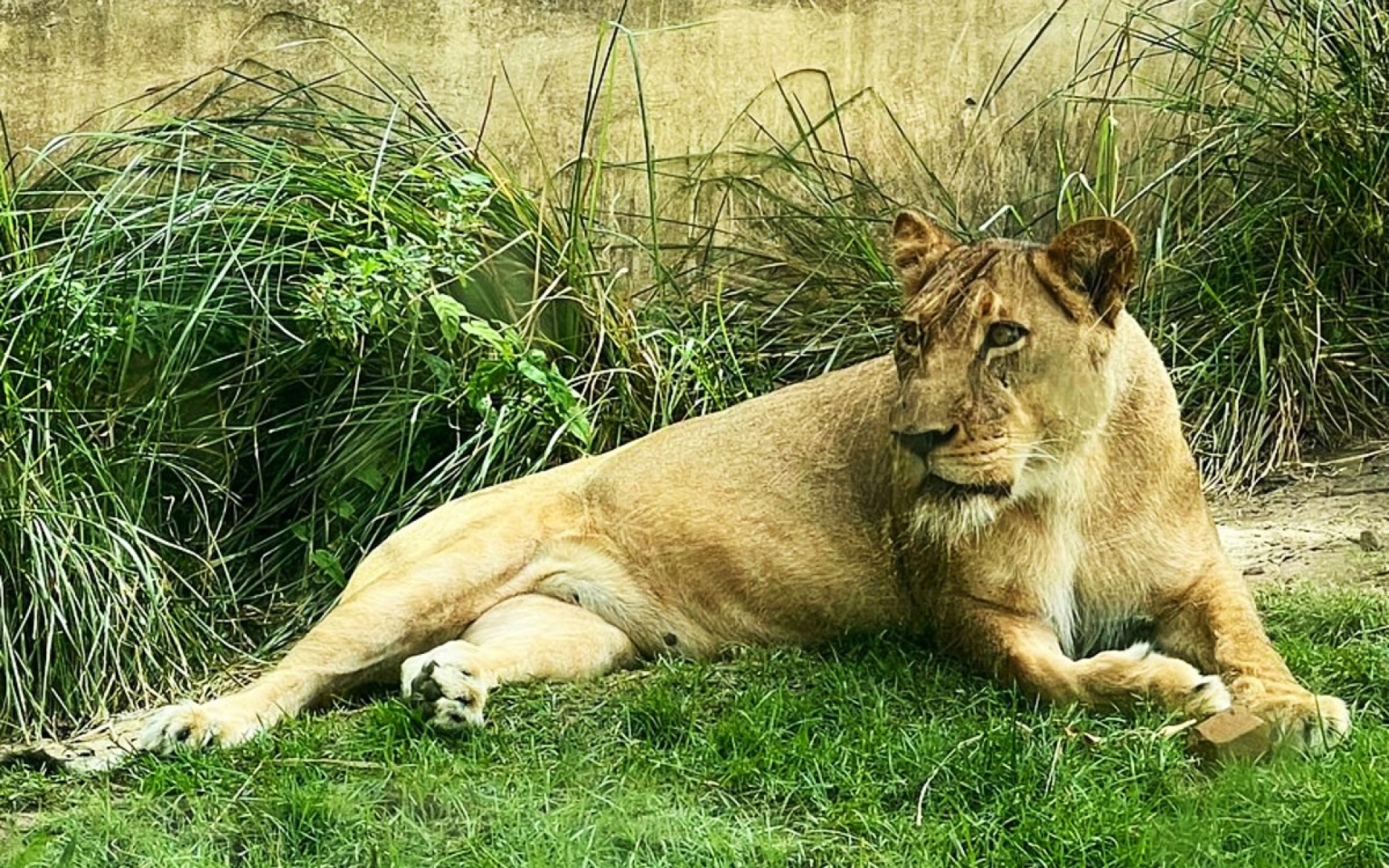 Hombre muere tras ingresar al recinto de una leona en zoológico de Brasil
