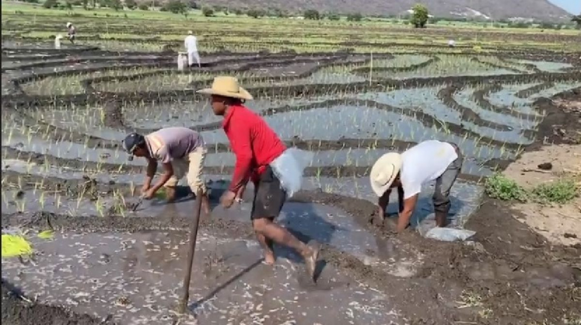 Compra de arroz para despensa afectó a productores de la región sur