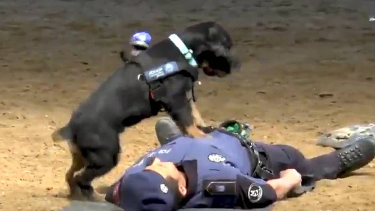 Perrito policía sorprende con su técnica de primeros auxilios