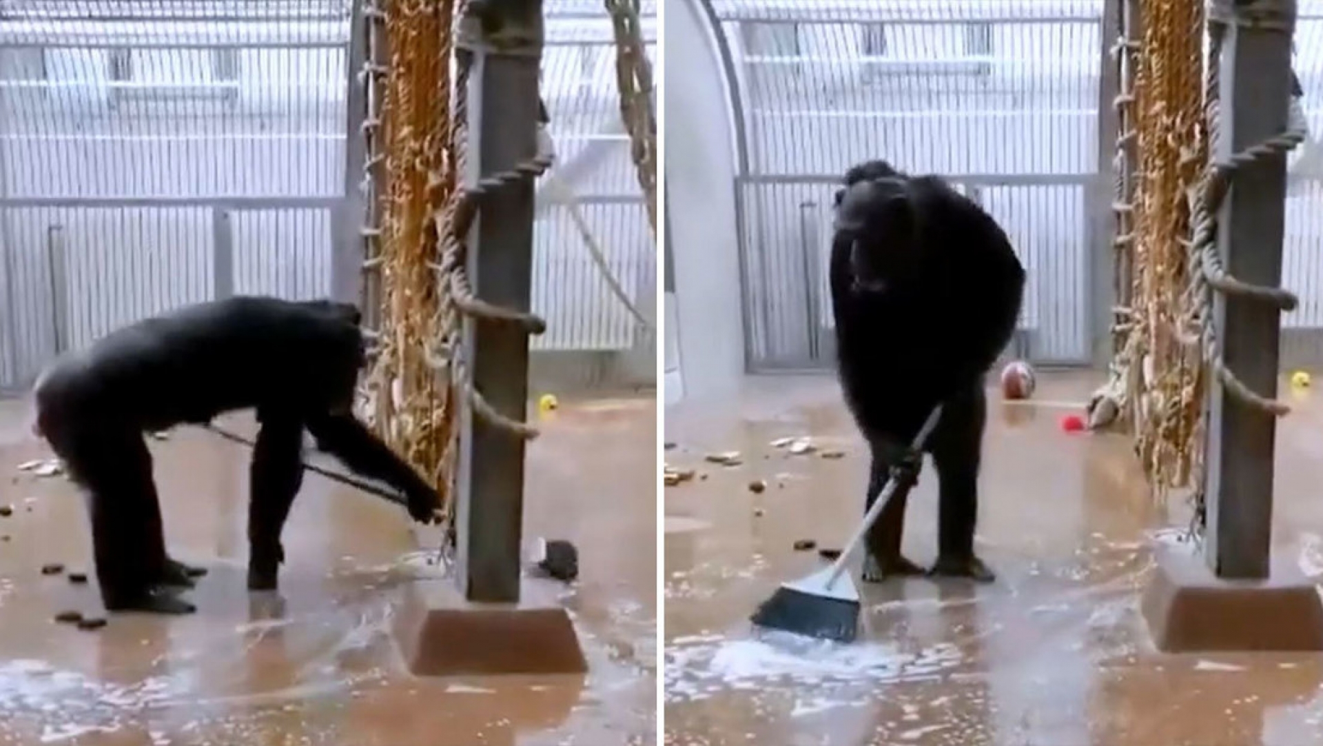 VIDEO: Chimpancé encuentra una escoba y se pone a limpiar su jaula