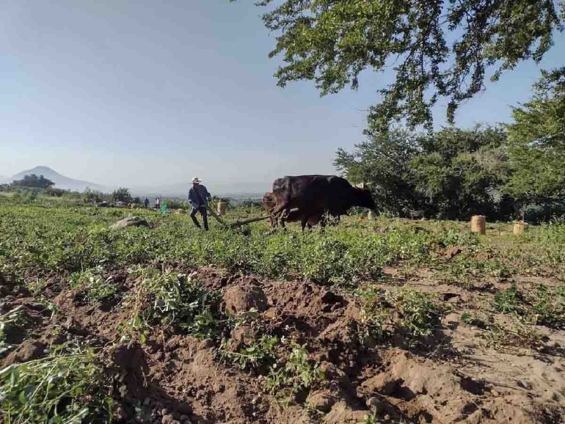 Agricultores afectados por falta de lluvias siguen en espera de apoyos