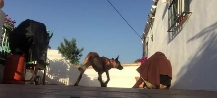 Emotiva reacción de esta mascota al darse cuenta que su querido amo volvió de viaje