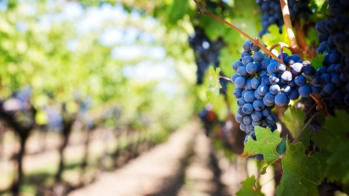 Curiosidades del vino que no cualquiera conoce