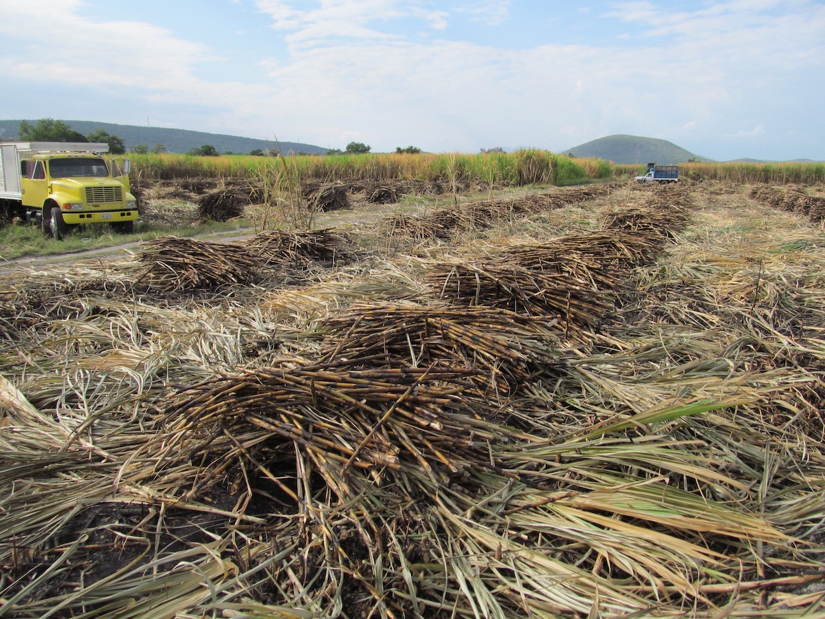 Se retrasa la zafra en el IEZ por falta de caña