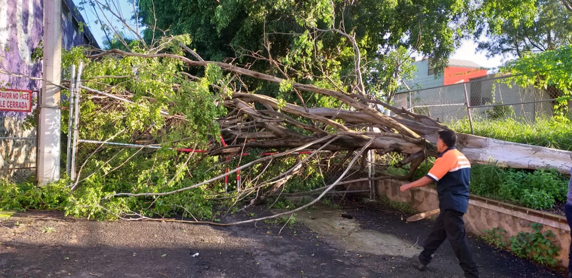 Atiende PC Cuernavaca reportes sobre tres árboles colapsados