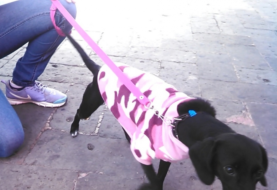 Llaman a no abandonar en la calle a perros y gatos