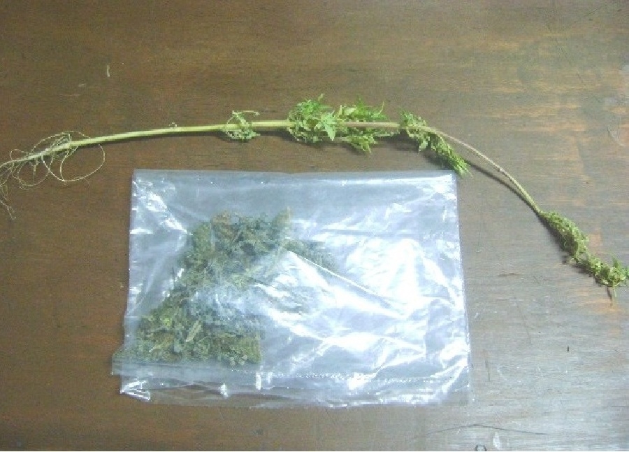 Le hallaron una planta de marihuana