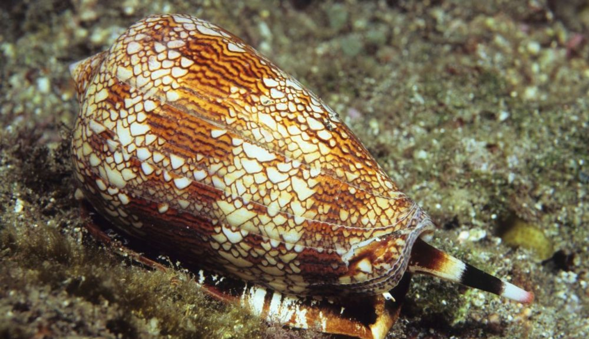 Un tesoro en los mares mexicanos