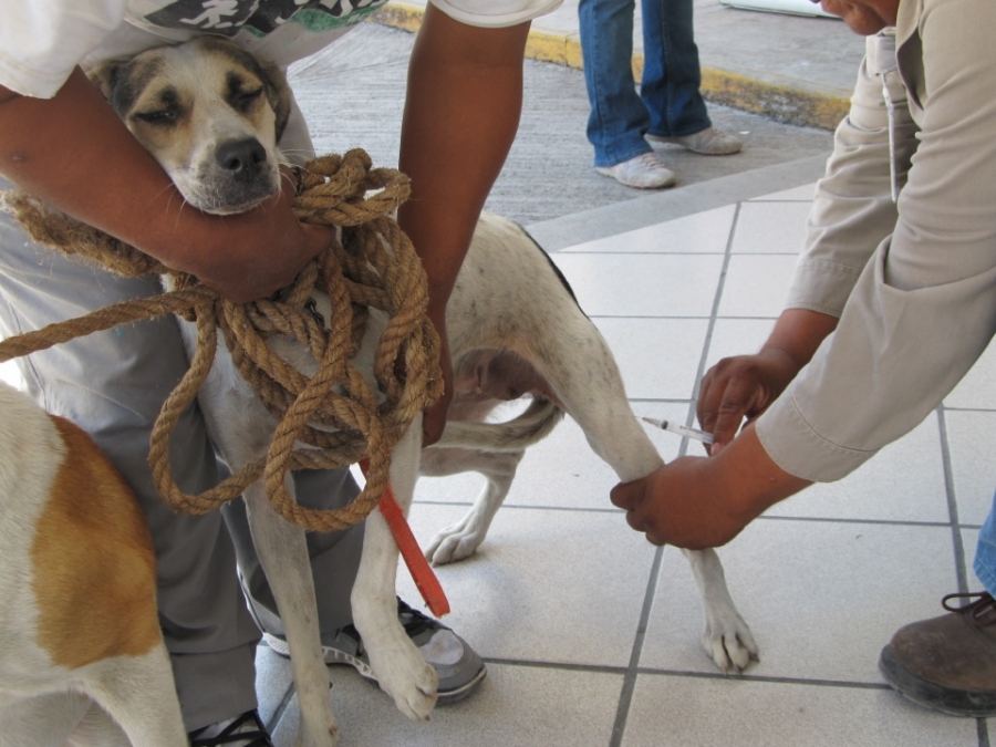 Gobiernos y sociedad, indiferentes ante el problema de perros callejeros