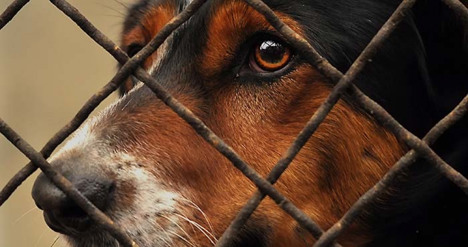 Millones de perros y gatos en el abandono, y una ley varada
