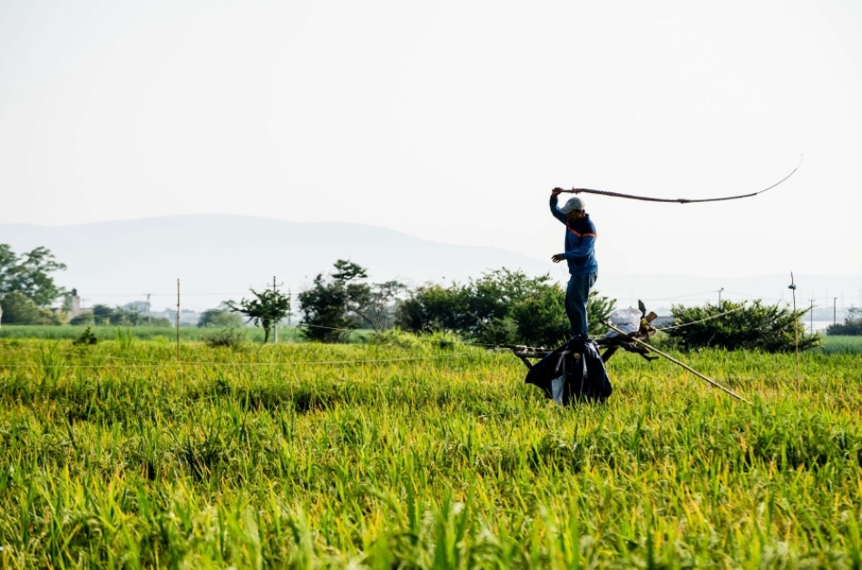 Espantapájaros humanos protegen el mejor arroz del mundo