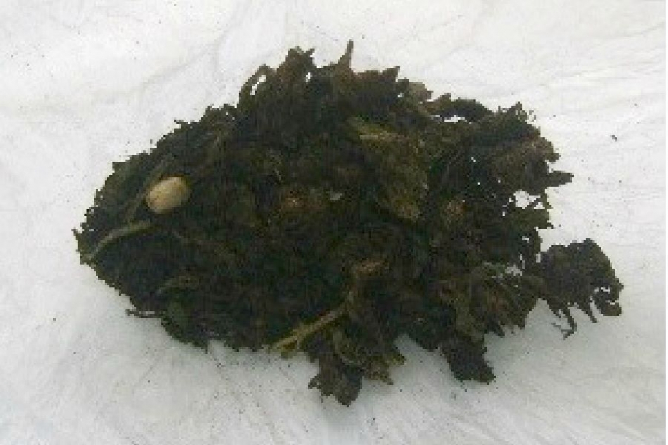 Detienen a dos jóvenes en posesión de marihuana