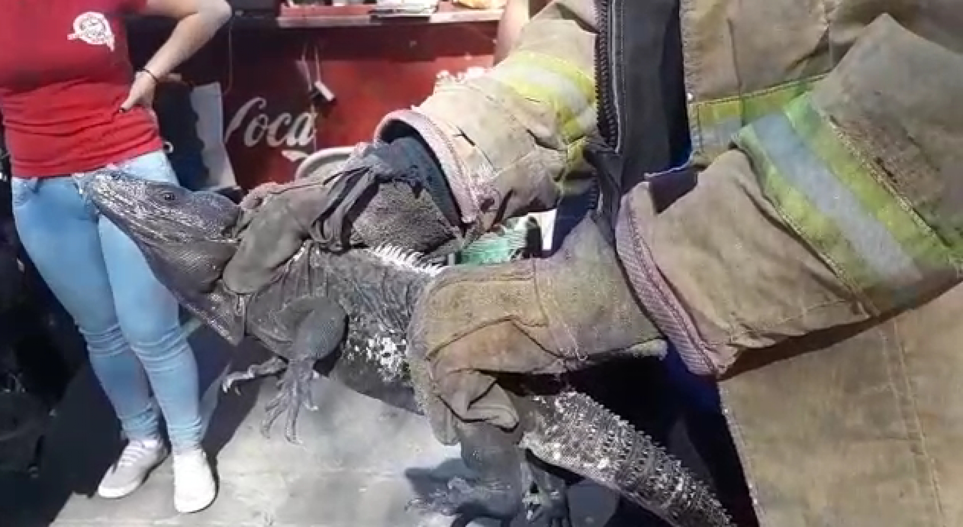 Capturan bomberos una iguana en el centro de Cuernavaca