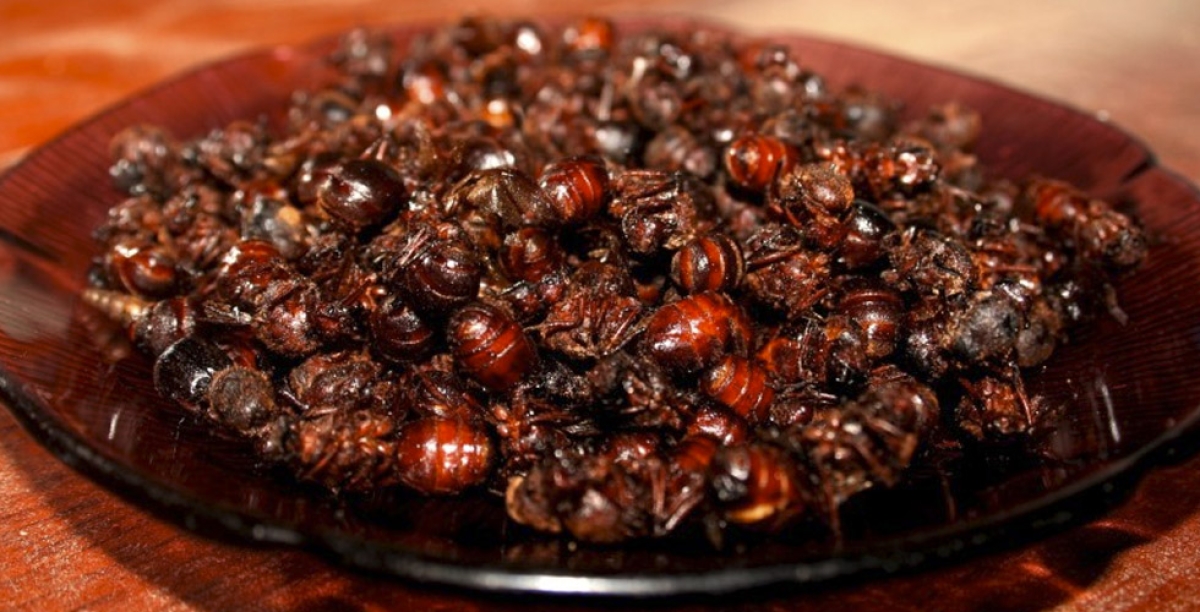¡Temporada de chicatanas! Receta para preparar una deliciosa salsa con estos insectos