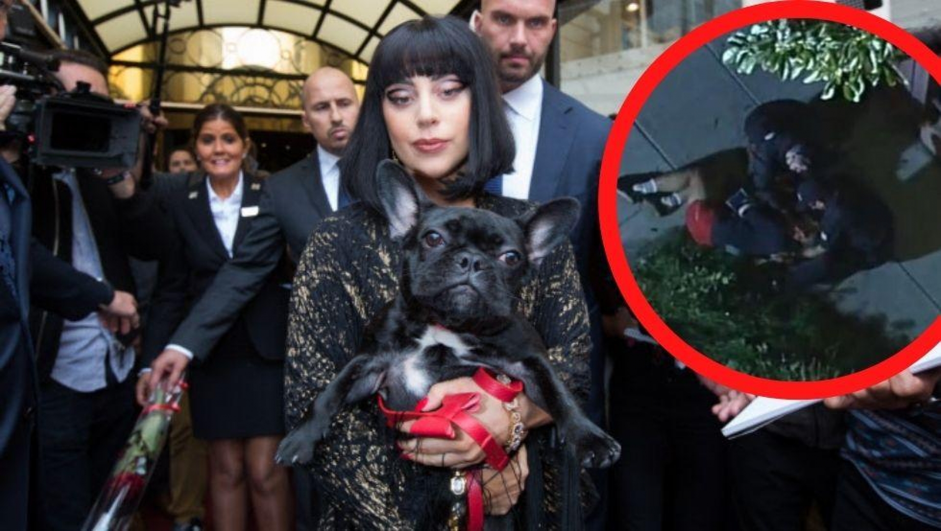 Disparan a paseador y secuestran a perros de Lady Gaga, ofrece recompensa