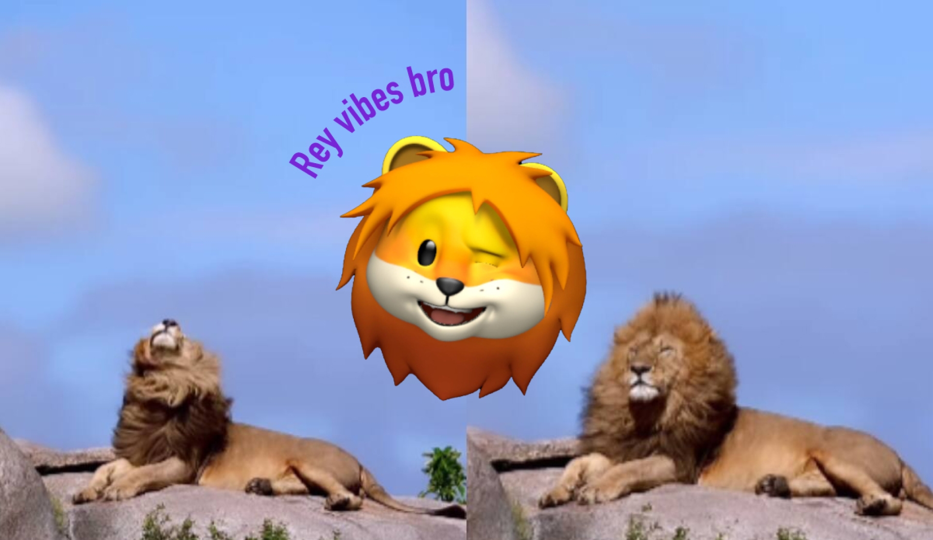 Un majestuoso león cautiva las redes sociales en una espectacular captura de Sachin Rai