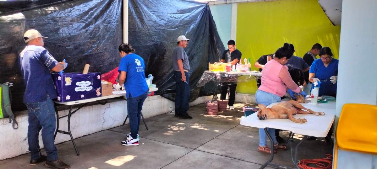 Llegan a mil esterilizaciones de mascotas en Ayala