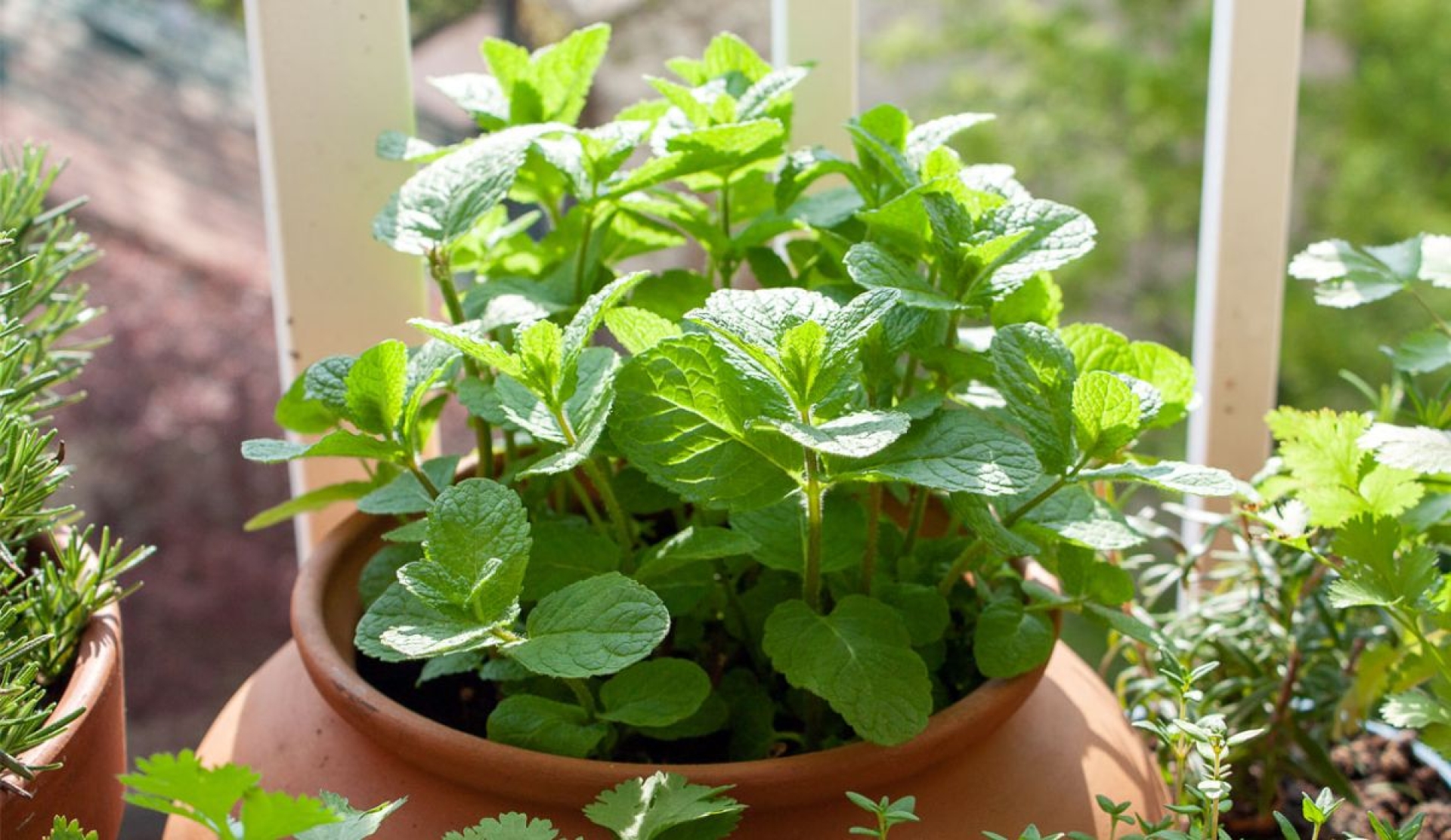Planta que ayuda a espantar a las cucarachas de la casa