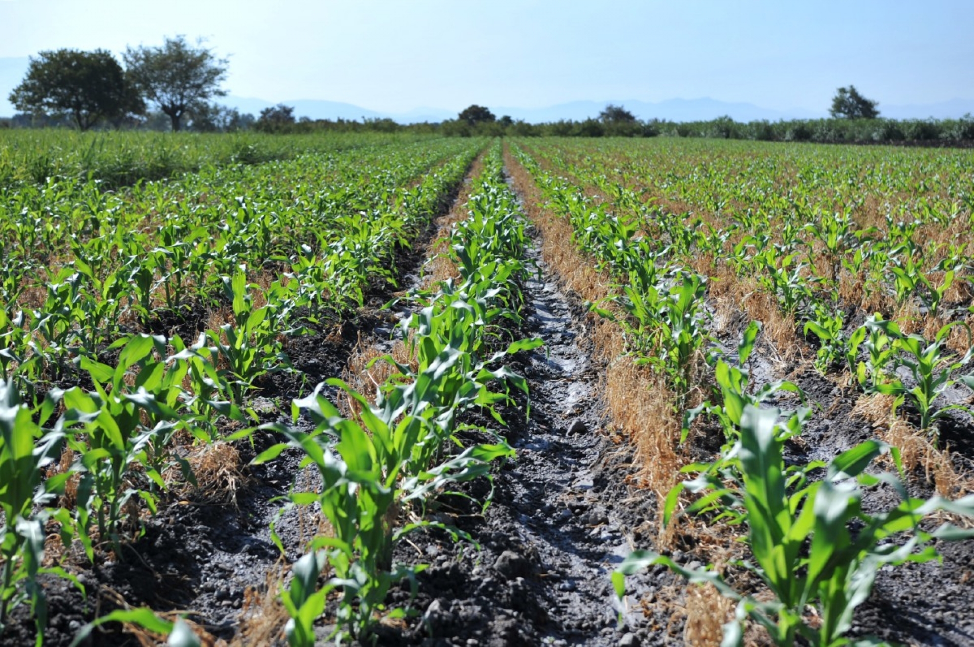 Sólo 30% de agricultores tiene seguro complementario contra riesgos