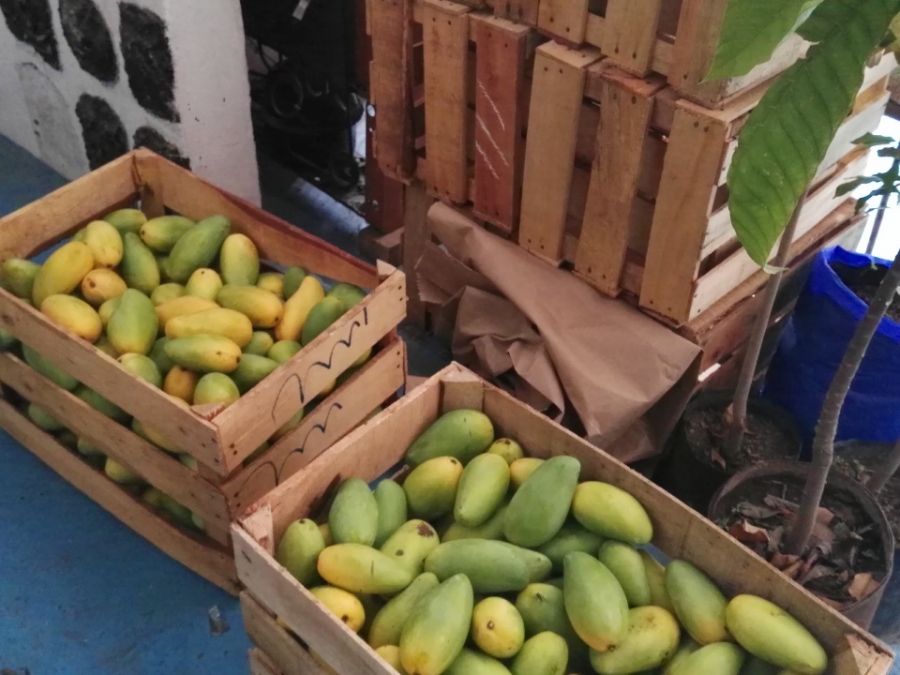 Denuncian la falta de apoyos para fruticultores de Coatlán del Río