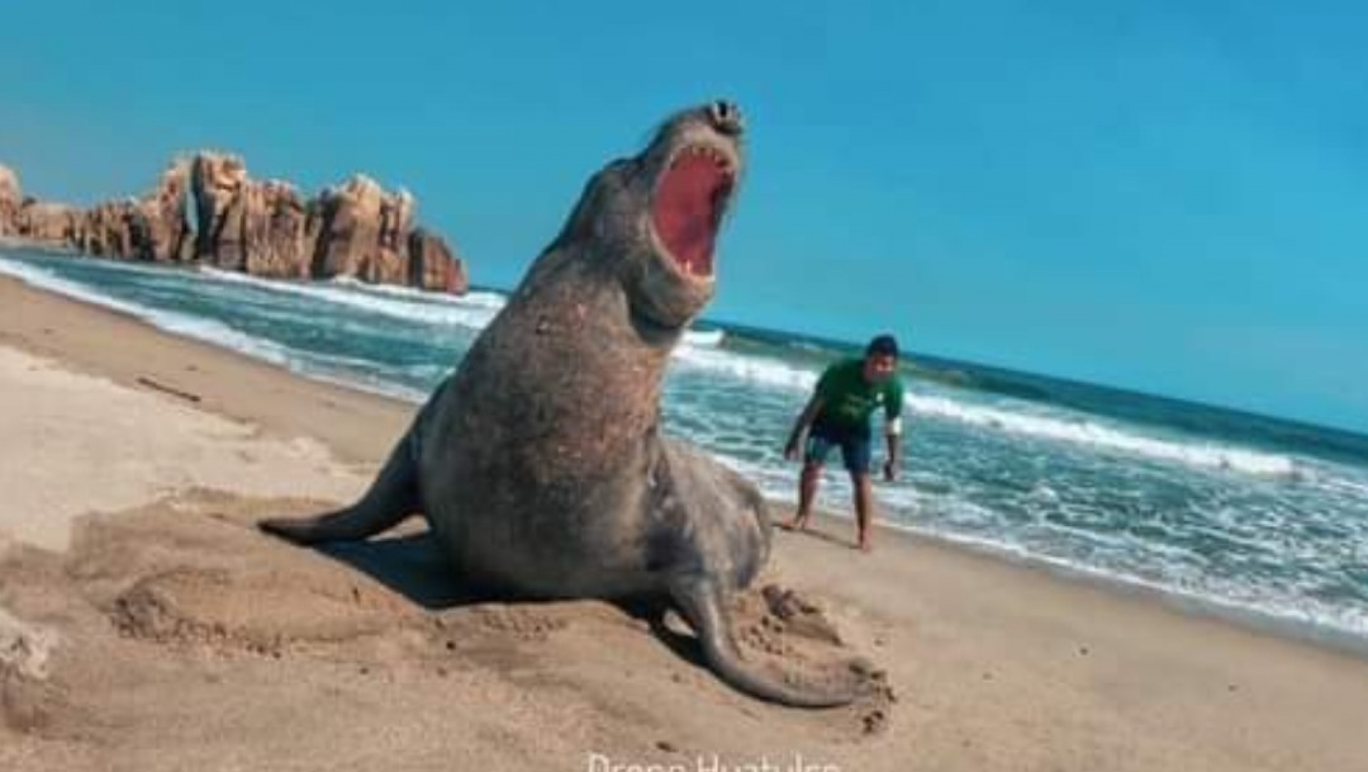 Elefante marino descansa en playas de Huatulco